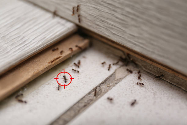 Best Affordable Pest Control Services  in Hrison, AR