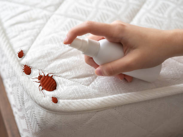 Wasp Removal Services in Harrison, AR