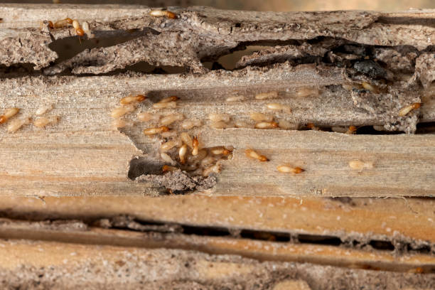Best Cockroach Control Services  in Hrison, AR