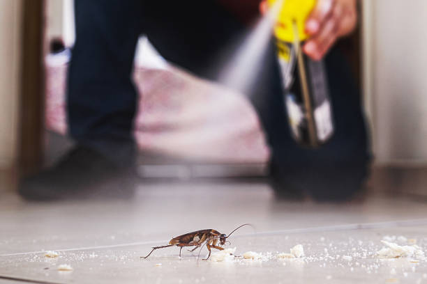 Insect Control in Harrison, AR