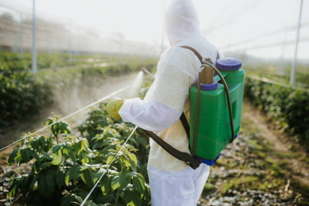 Best Termite Control Services  in Hrison, AR